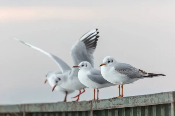 Seagulls Standing Pier Sunset — Stockfoto