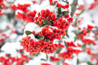 red berries of viburnum in snow 