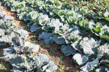 tarlada büyüyen lahanalar