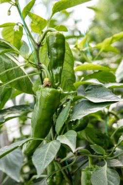 Bahçede yetişen yeşil biber