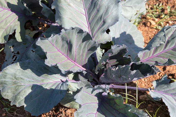 Cabbages Growing Field —  Fotos de Stock