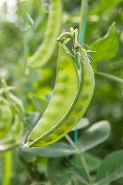 Guisantes Verdes Jardín —  Fotos de Stock