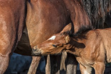 Gündüz çiftlikte at sürüsü