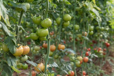 Çiftlikteki domates bitkilerinin yakın plan görüntüsü