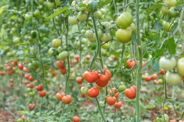 Çiftlikteki domates bitkilerinin yakın plan görüntüsü