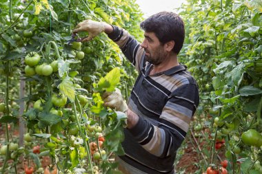 Seradaki bitkiler. Sebze ve domates yetiştiriyoruz.