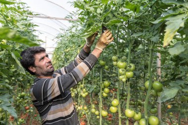 Seradaki bitkiler. Sebze ve domates yetiştiriyoruz.