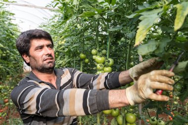Seradaki bitkiler. Sebze ve domates yetiştiriyoruz.
