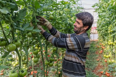 Seradaki bitkiler. Sebze ve domates yetiştiriyoruz.