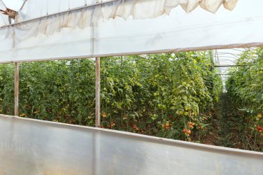 Seradaki bitkiler. Sebze ve domates yetiştiriyoruz.