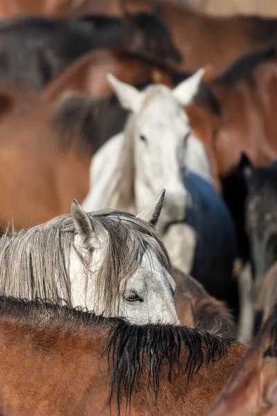 Herd Horses Farm Day Time — 图库照片