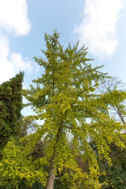 Ormanın güzel manzarası