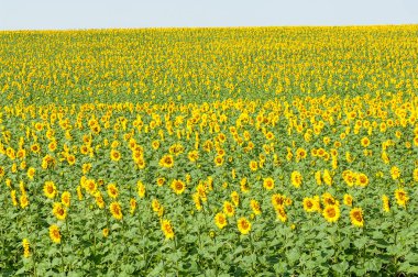 Ayçiçeği tarlasının güzel bir görüntüsü Parlak mavi bir gökyüzünün altında. 