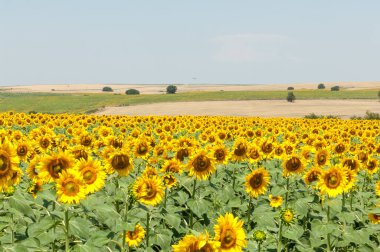 Yazın ayçiçeği tarlası