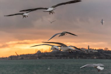 Denizin üzerinde günbatımında uçan martılar