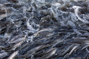 Pearl mullet fish of Lake Van Turkey