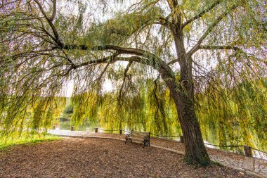 Sonbaharda ormanda ağaçlarla dolu bir yol..