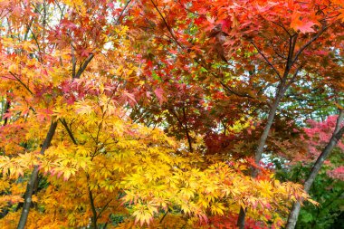 Renkli sonbahar yaprakları arkaplanı