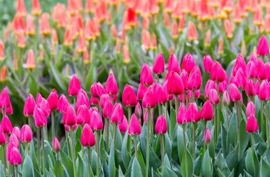 Bahçedeki güzel laleler