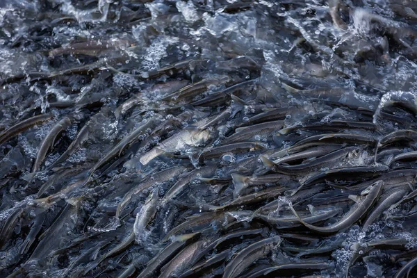 Pearl mullet fish of Lake Van Turkey