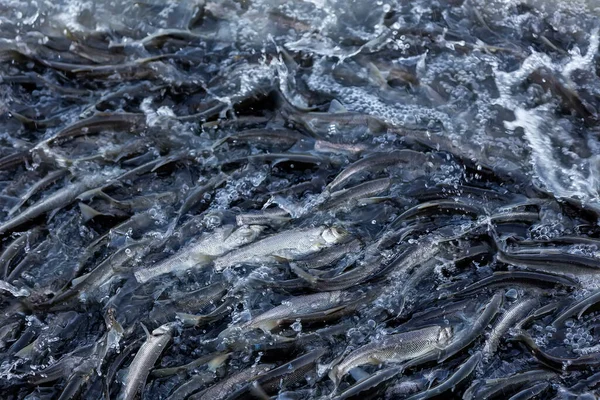 Pearl mullet fish of Lake Van Turkey