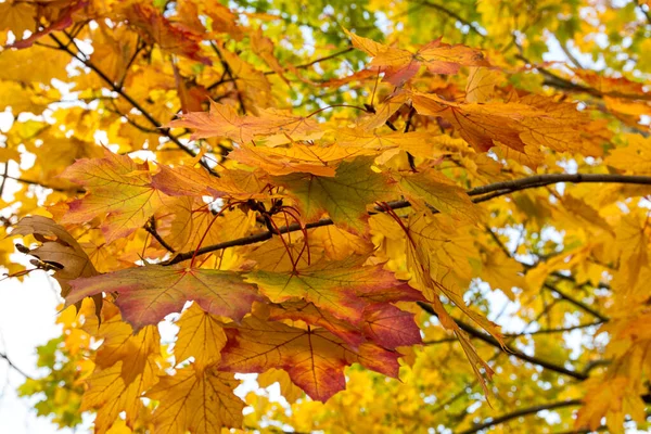 Árvores Outono Parque — Fotografia de Stock