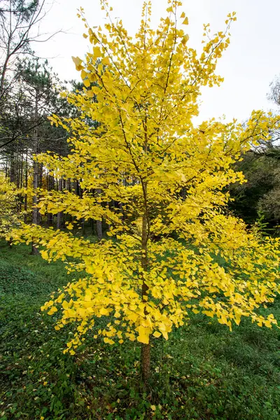 Outono Paisagem Árvores Folhas Flora Flores Amarelas — Fotografia de Stock