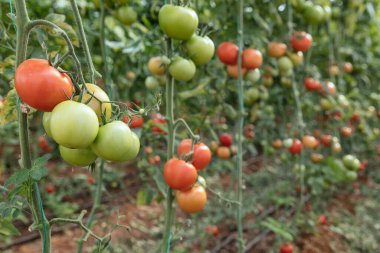 Bahçede yetişen yeşil domatesler
