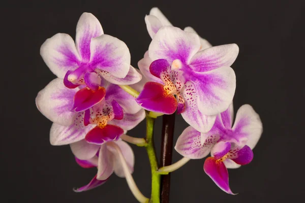 Flores Orquídea Sobre Fondo Negro — Foto de Stock