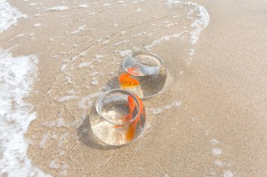 Kumlu deniz sahilindeki akvaryumda altın balık