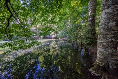 Ormanda yeşil ağaçlar 