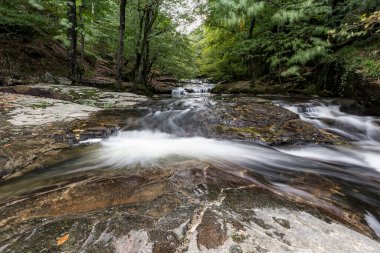 Ormanda güzel bir şelale