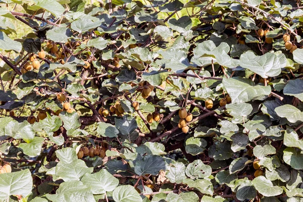 Mogna Frukter Kiwiväxter Ekologisk Odling Turkiets Fruktträdgård Actinidia Chinensis — Stockfoto