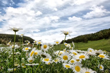 Tarladaki güzel çiçekler