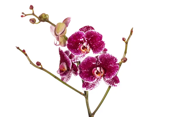 Schöne Orchideenblüten Isoliert Auf Weißem Hintergrund — Stockfoto