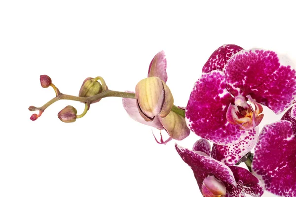 Flor Orquídea Aislada Sobre Fondo Blanco — Foto de Stock