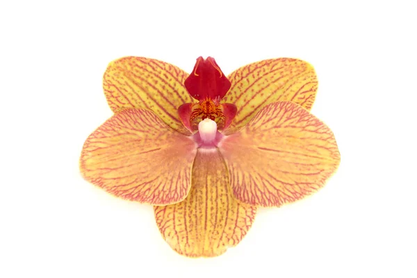 Hermosa Flor Orquídea Aislada Sobre Fondo Blanco — Foto de Stock