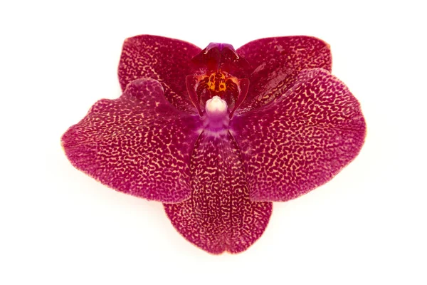Vacker Orkidé Blomma Isolerad Vit Bakgrund — Stockfoto