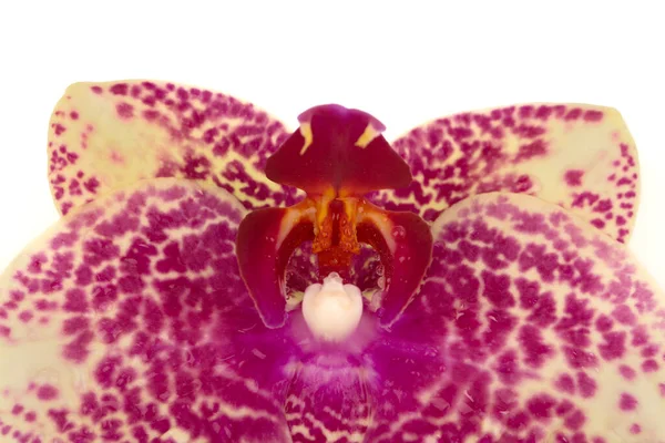 Flor Orquídea Aislada Sobre Fondo Blanco — Foto de Stock