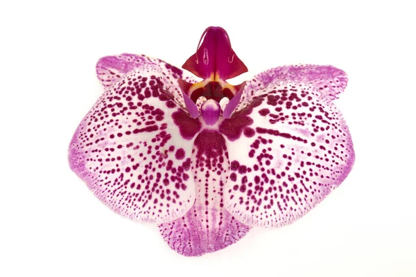 Hermosa Flor Orquídea Aislada Sobre Fondo Blanco — Foto de Stock