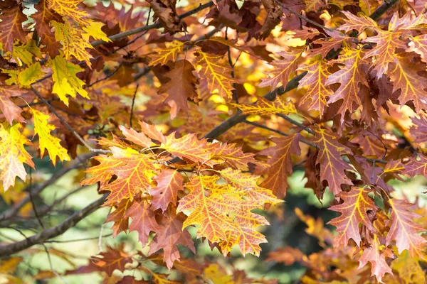 Folhas Outono Floresta — Fotografia de Stock