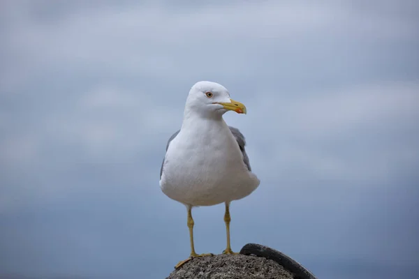 Möwe Strand — Stockfoto