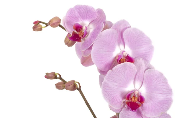 Fleurs Orchidée Isolées Sur Fond Blanc — Photo