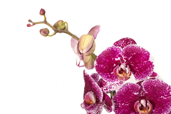 Fleurs Orchidée Isolées Sur Fond Blanc — Photo