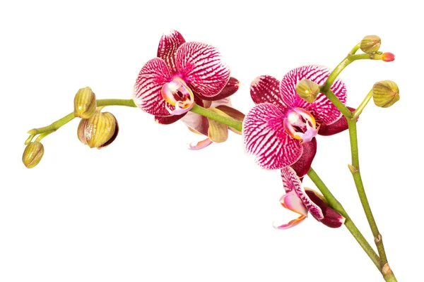 Orchideenblüten Isoliert Auf Weißem Hintergrund — Stockfoto