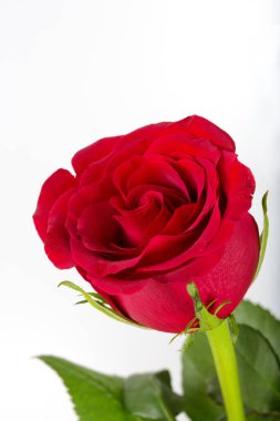 Beyaz arkaplanda kırmızı gül