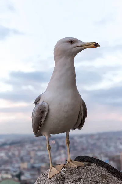 Sirály Áll Tenger Kövén — Stock Fotó