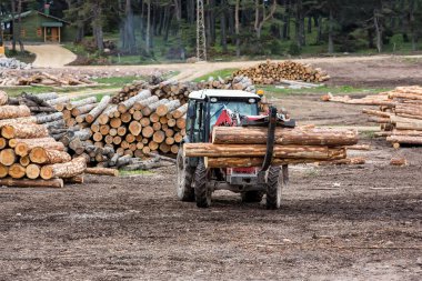 Ormanda bir yığın kütük.