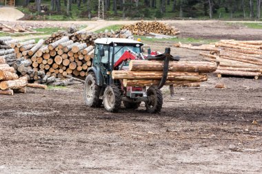 Ormanda bir yığın kütük.