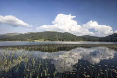 Nehir ve ormanı olan güzel bir manzara.